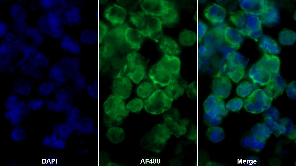 Cluster Of Differentiation 19 (CD19) Monoclonal Antibody - image 2