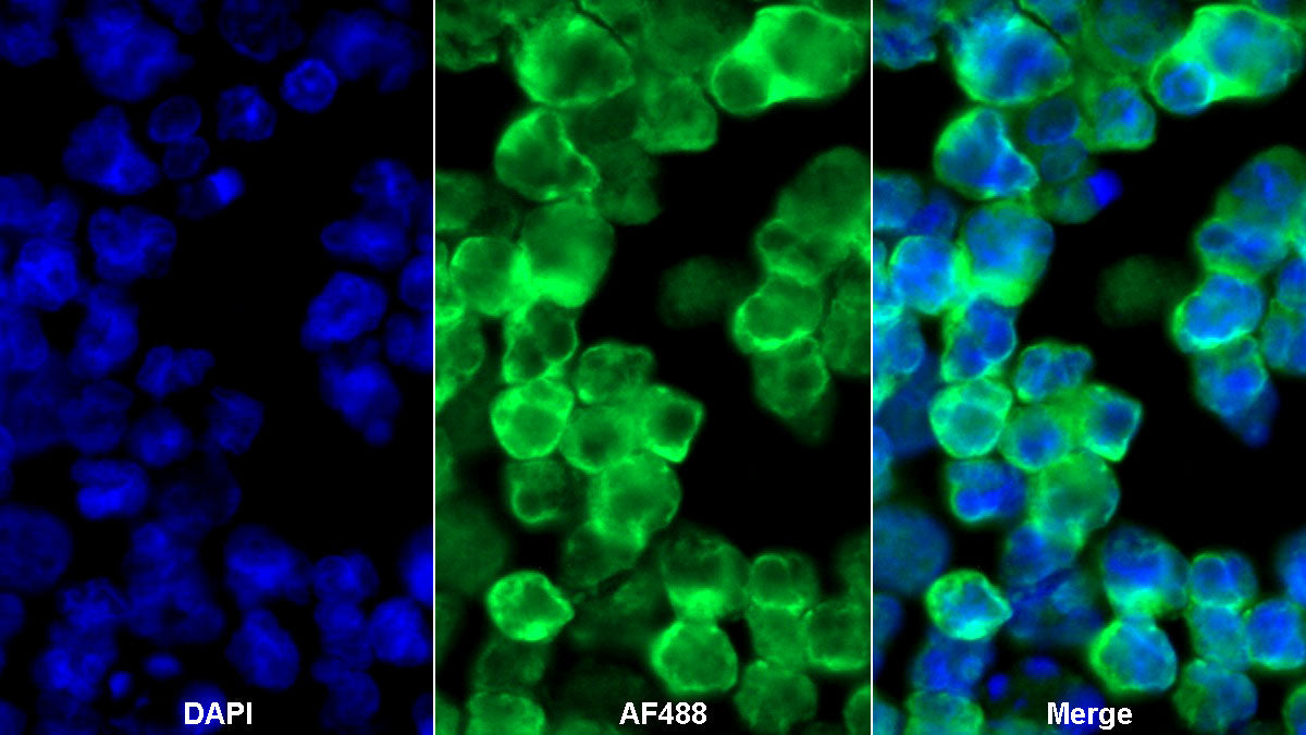 Cluster Of Differentiation 19 (CD19) Monoclonal Antibody - image 2