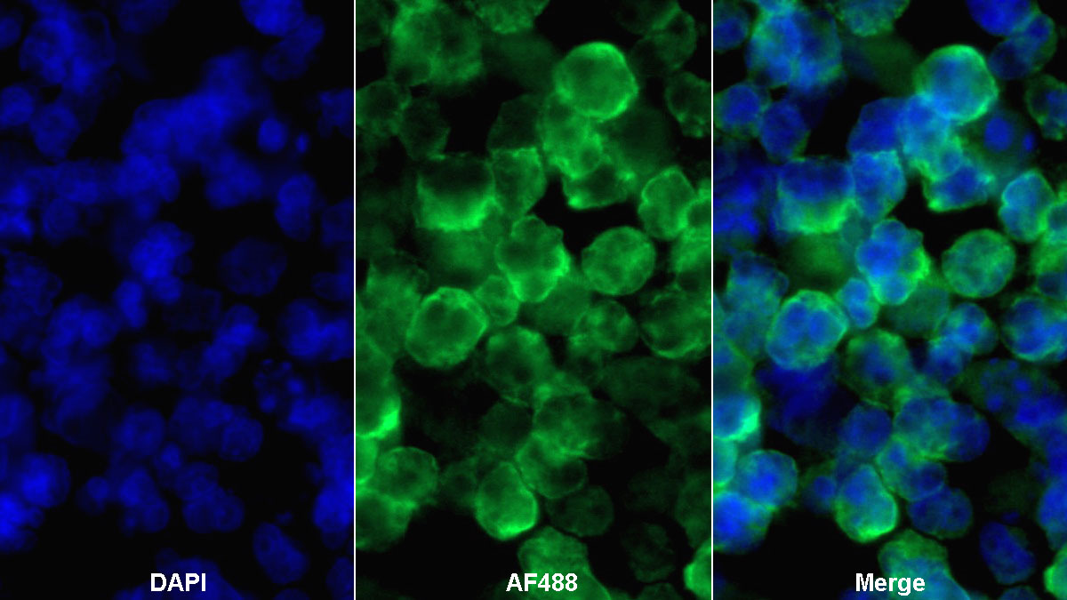 Cluster Of Differentiation 19 (CD19) Monoclonal Antibody - image 2