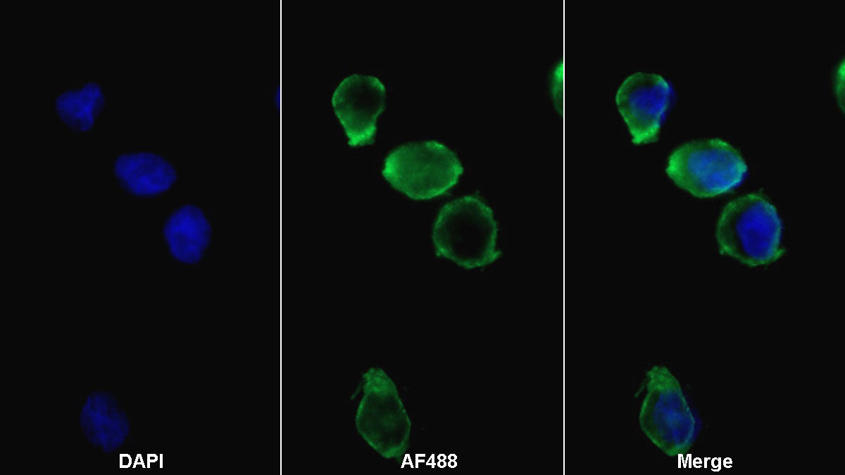 Fc Fragment Of IgG Low Affinity IIIa Receptor (FcgR3A) Monoclonal Antibody - image 2
