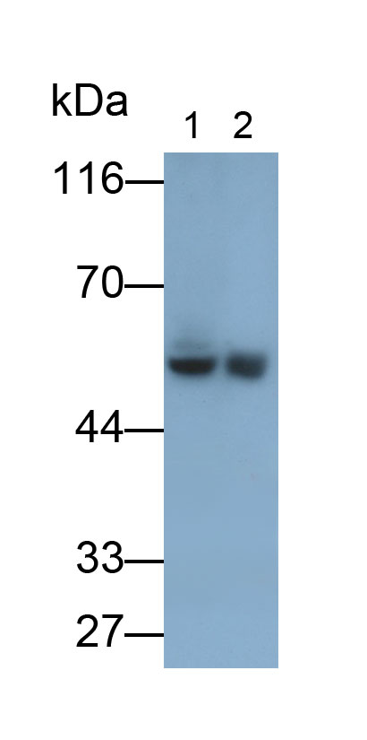 Cluster Of Differentiation 4 (CD4) Monoclonal Antibody - image 2
