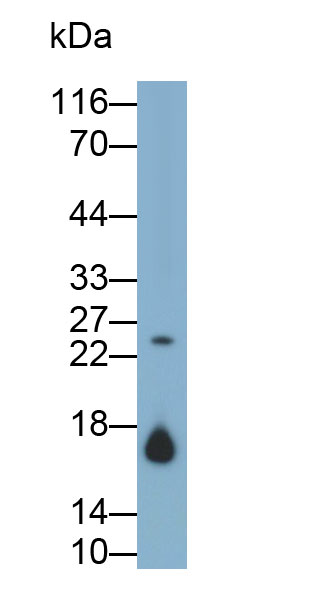 Anterior Gradient 2 (AGR2) Monoclonal Antibody - image 2