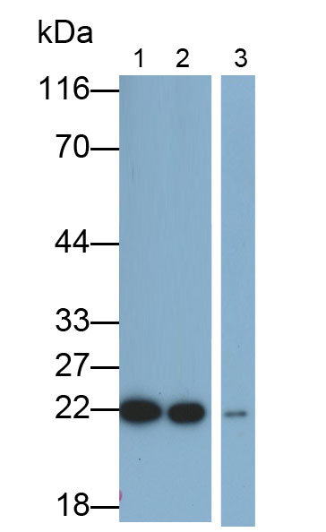 Western Blot; Sample: THP1 cell lysate; Primary Ab: 0.2ug/ml Mouse Anti-Human IL18 Antibody; Second Ab: 0.2ug/ml HRP-Linked Caprine Anti-Mouse IgG Polyclonal Antibody
