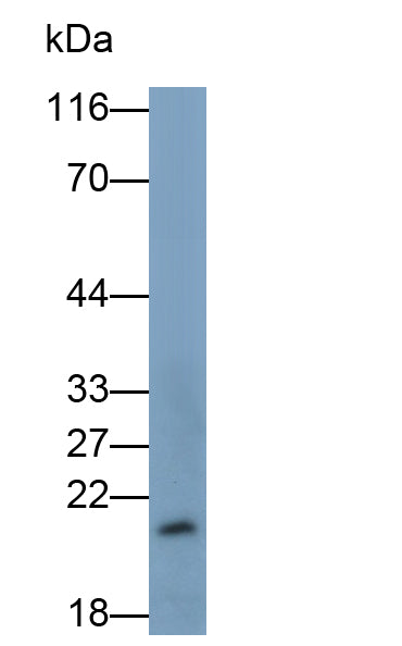 Interleukin 18 (IL18) Monoclonal Antibody - image 3