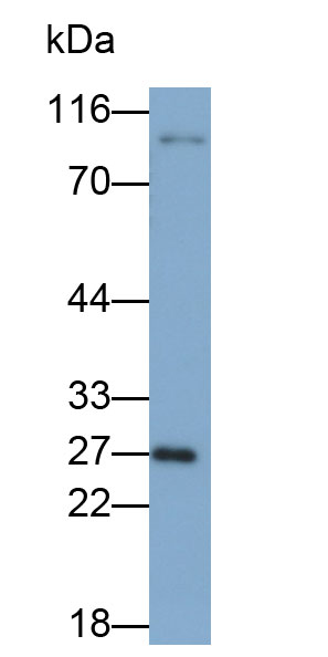 Fibroblast Growth Factor 23 (FGF23) Monoclonal Antibody - image 2