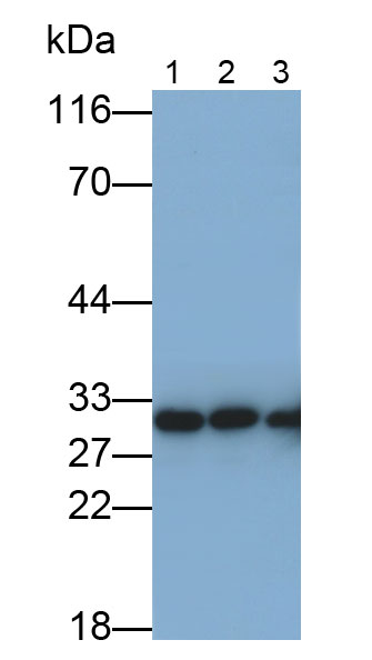 Annexin V (ANXA5) Monoclonal Antibody - image 2