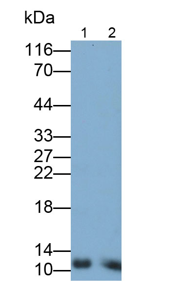 Chemokine (C-X-C motif) ligand 7 (CXCL7) Monoclonal Antibody - image 2