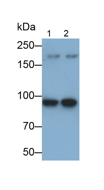 Aryl Hydrocarbon Receptor Nuclear Translocator (ARNT) Monoclonal Antibody - image 2