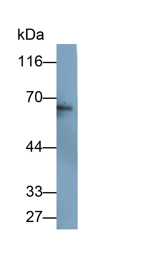 Catalase (CAT) Monoclonal Antibody - image 2