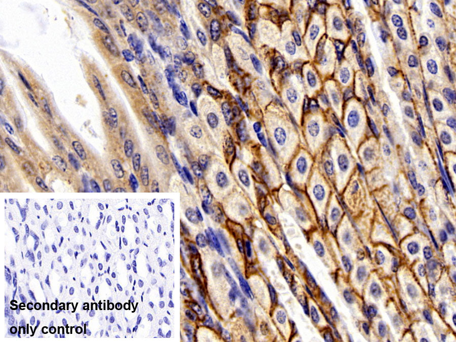 Adenomatosis Polyposis Coli Protein (APC) Polyclonal Antibody - image 3