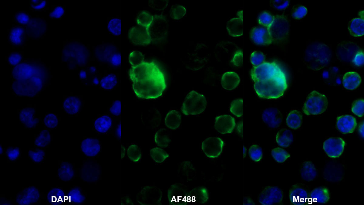 Tumor Necrosis Factor Receptor Superfamily, Member 7 (TNFRSF7) Monoclonal Antibody - image 2