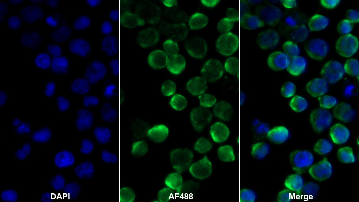 Protein Tyrosine Phosphatase Receptor Type C (CD45) Monoclonal Antibody - image 2