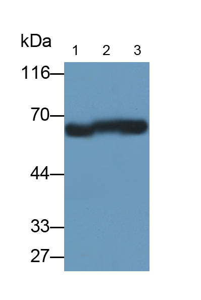 Histone Deacetylase 1 (HDAC1) Monoclonal Antibody - image 5