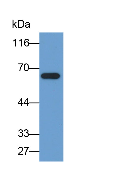 Sequestosome 1 (SQSTM1) Monoclonal Antibody - image 2