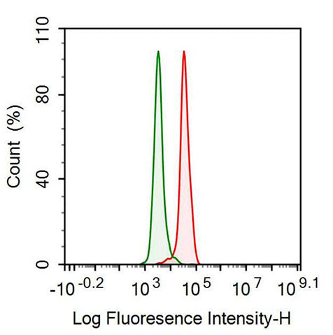 Anti-Lactate Dehydrogenase B (LDHB) Monoclonal Antibody - image 2