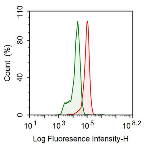 Anti-Fibulin 1 (FBLN1) Monoclonal Antibody - image 2