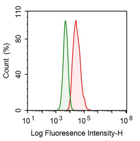 Anti-Cytokeratin 10 (CK10) Monoclonal Antibody - image 2