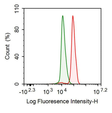 Anti-Heat Shock 70kDa Protein 1A (HSPA1A) Polyclonal Antibody - image 2