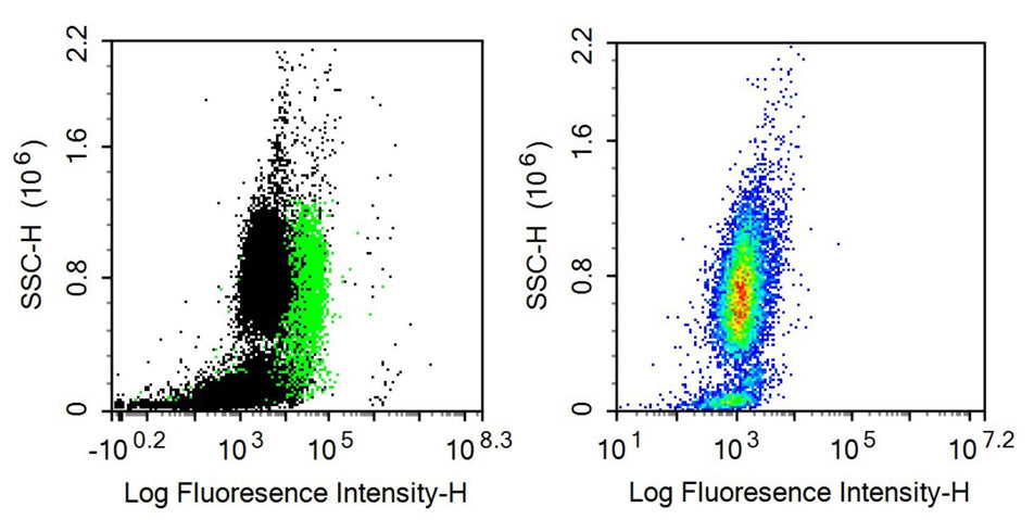 Anti-Cluster Of Differentiation 147 (CD147) Monoclonal Antibody - image 2