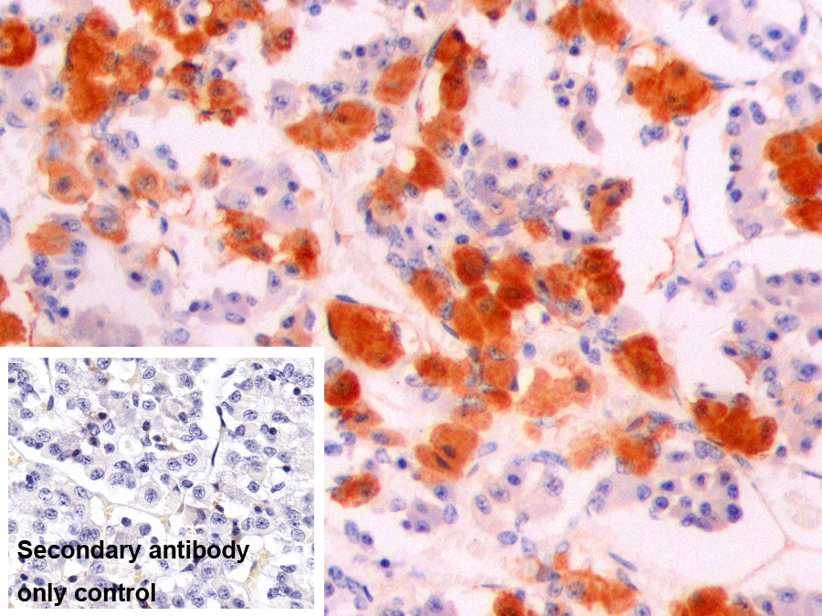 Alpha-Melanocyte Stimulating Hormone (aMSH) Monoclonal Antibody - image 2