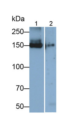 Angiomotin (AMOT) Monoclonal Antibody - image 2