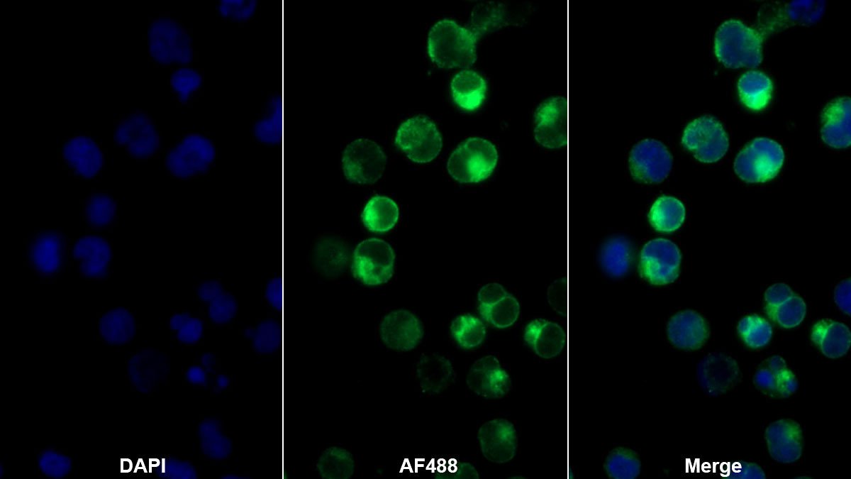 T-Cell Surface Glycoprotein CD3 Gamma (CD3g) Monoclonal Antibody - image 2