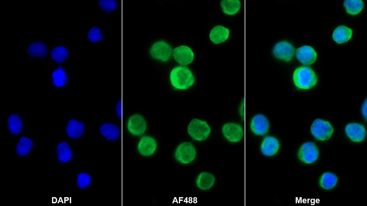 Bone Morphogenetic Protein 10 (BMP10) Monoclonal Antibody - image 2