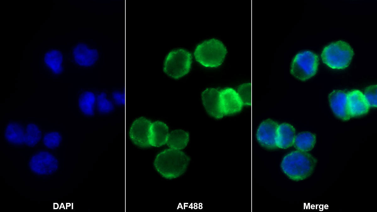 Chemokine (C-X-C motif) ligand 7 (CXCL7) Monoclonal Antibody - image 2