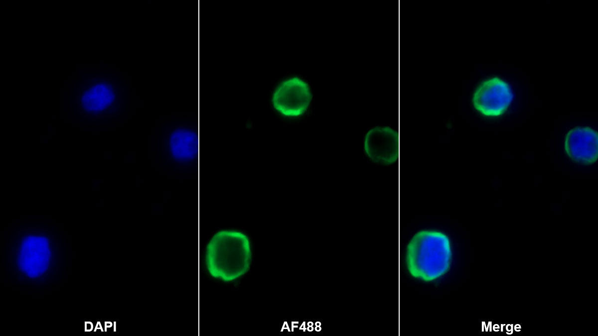 Chemokine (C-X-C motif) ligand 7 (CXCL7) Monoclonal Antibody - image 2