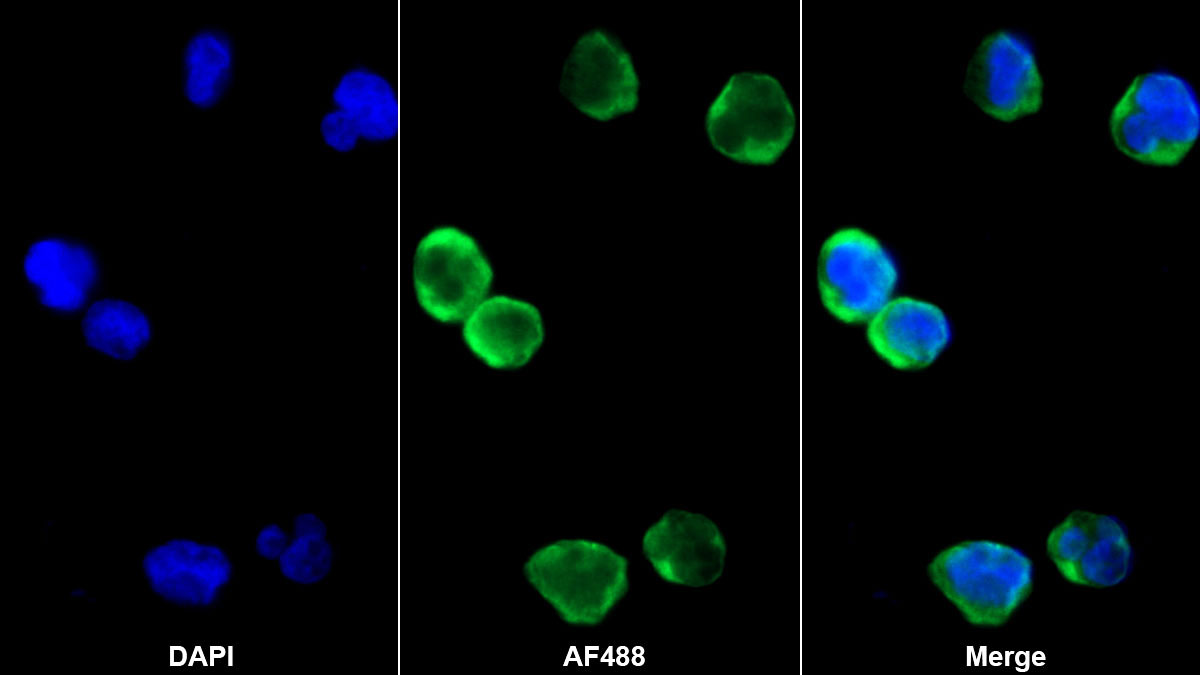 Chemokine (C-X-C motif) ligand 7 (CXCL7) Monoclonal Antibody - image 2