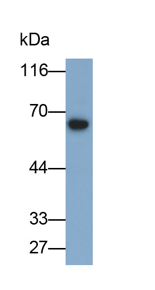 Catalase (CAT) Monoclonal Antibody - image 2