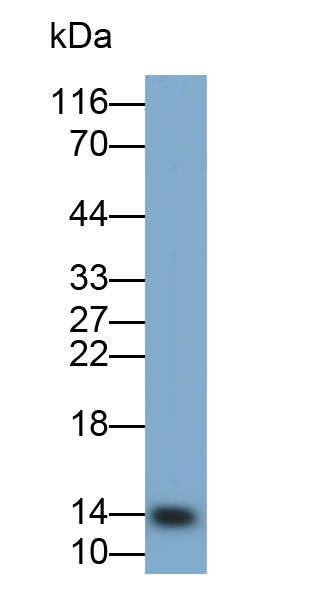 Cystatin 1 (CST1) Monoclonal Antibody - image 2