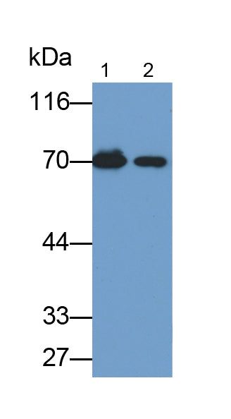 Albumin (ALB) Polyclonal Antibody - image 2