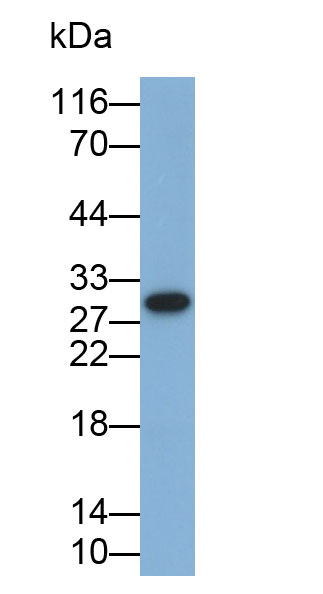 Interleukin 35 (IL35) Monoclonal Antibody - image 2