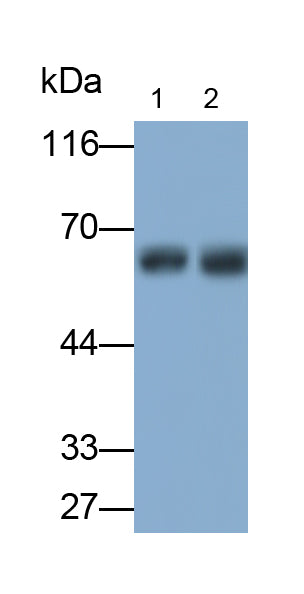 Alkaline Phosphatase, Placental Like Protein 2 (ALPPL2) Polyclonal Antibody - image 2