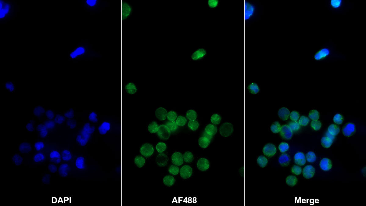 Cluster Of Differentiation 8a (CD8a) Monoclonal Antibody - image 2