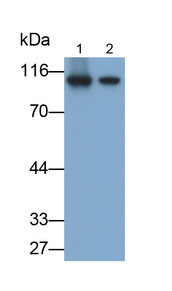 Glycogen Phosphorylase, Liver (PYGL) Monoclonal Antibody - image 2