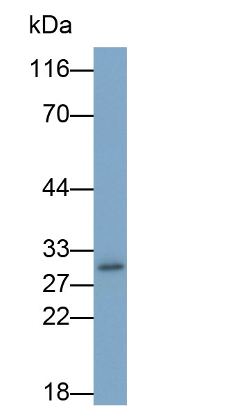 Interleukin 10 (IL10) Monoclonal Antibody - image 2
