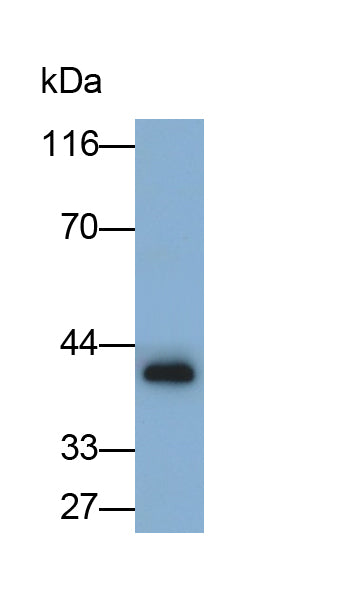 Cysteine Rich Protein, Angiogenic Inducer 61 (CYR61) Monoclonal Antibody - image 2