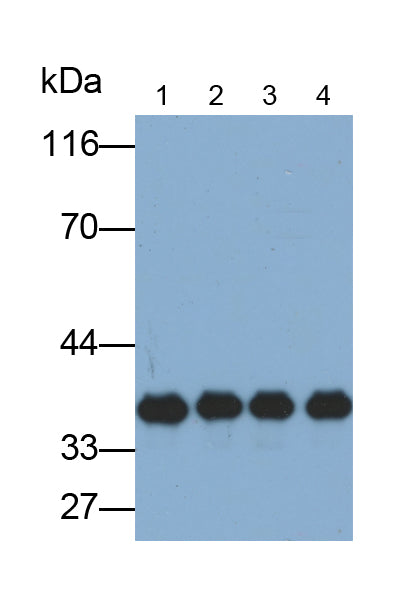Annexin V (ANXA5) Monoclonal Antibody - image 2