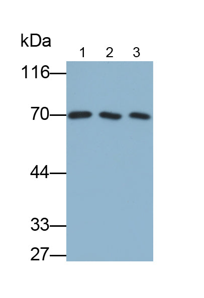 Albumin (ALB) Monoclonal Antibody - image 2