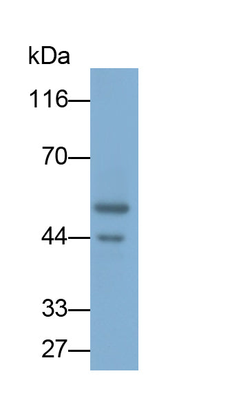 Angiopoietin Like Protein 4 (ANGPTL4) Monoclonal Antibody - image 2