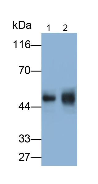 Angiopoietin Like Protein 4 (ANGPTL4) Monoclonal Antibody - image 2
