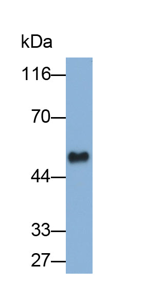 Angiopoietin Like Protein 4 (ANGPTL4) Monoclonal Antibody - image 2