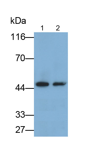 Alpha-1-Acid Glycoprotein (a1AGP) Monoclonal Antibody - image 2