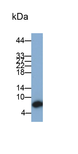 Histatin 3 (HTN3) Monoclonal Antibody - image 2
