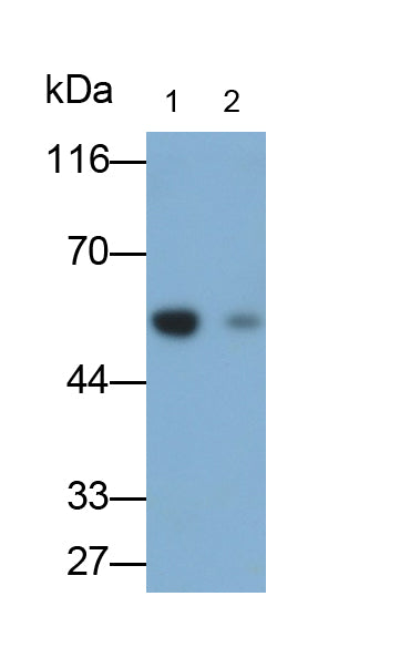 Immunoglobulin G (IgG) Monoclonal Antibody - image 2