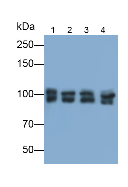 Kinesin Family, Member 5A (KIF5A) Monoclonal Antibody - image 2