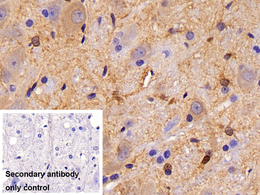 Western Blot; Samples: Lane1: 293T cell lysate; Lane2: Rat Cerebrum lysate; Lane3: Bovine Cerebrum lysate; Lane4: Rat Skeletal muscle lysate; Primary Ab: 0.01ug/ml Mouse Anti-Rat CK-BB Antibody; Second Ab: 0.2ug/ml HRP-Linked Caprine Anti-Mouse IgG Polyclonal Antibody