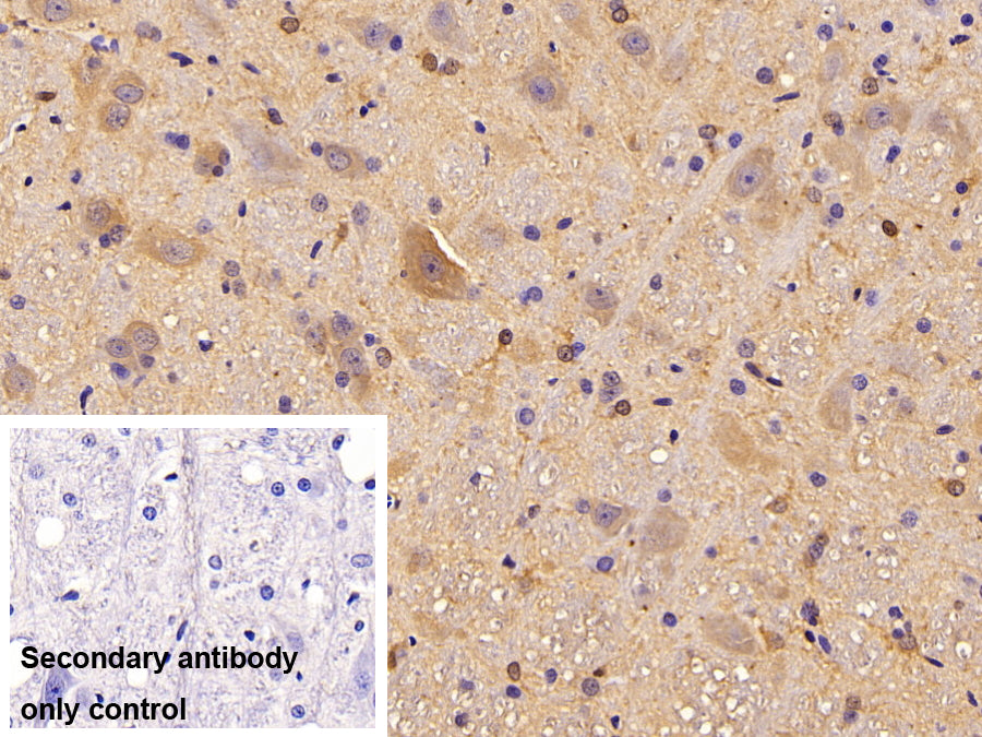 Western Blot; Samples: Lane1: 293T cell lysate; Lane2: Hela cell lysate; Lane3: Porcine Cerebrum lysate; Primary Ab: 0.02ug/ml Mouse Anti-Rat CK-BB Antibody; Second Ab: 0.2ug/ml HRP-Linked Caprine Anti-Mouse IgG Polyclonal Antibody